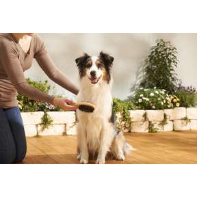 Bontoy Hunde Pflegeset I 6tlg.